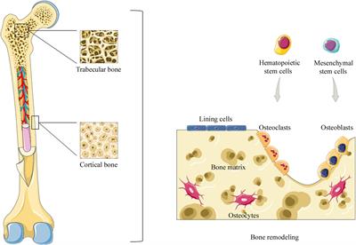 Frontiers Adult Stem Cells for Bone Regeneration and Repair